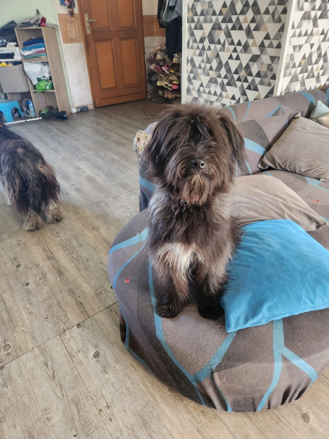 Urgent cède jeune femelle de 7 mois