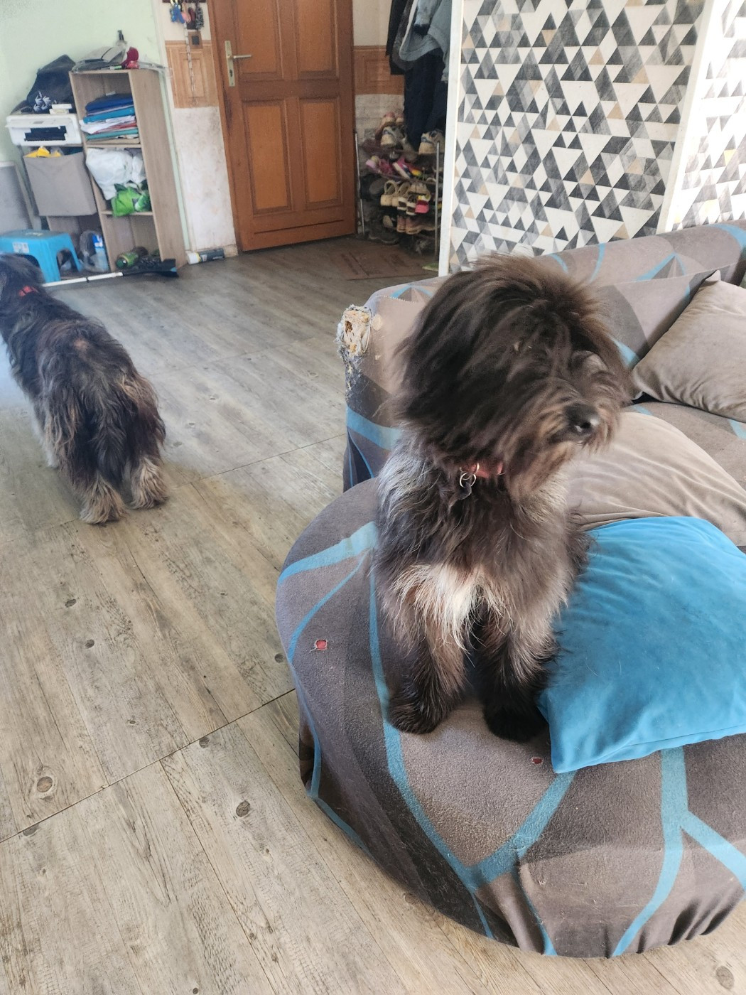 du vieux chêne de Fonsablouse - Chiots disponibles - Berger des Pyrenees à poil long