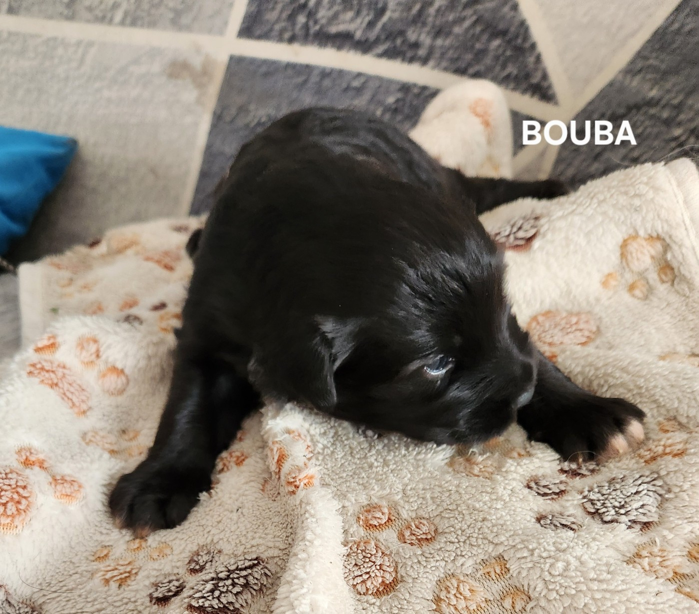 du vieux chêne de Fonsablouse - Chiots disponibles - Berger des Pyrenees à poil long