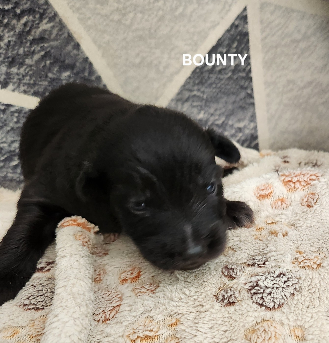 du vieux chêne de Fonsablouse - Chiots disponibles - Berger des Pyrenees à poil long