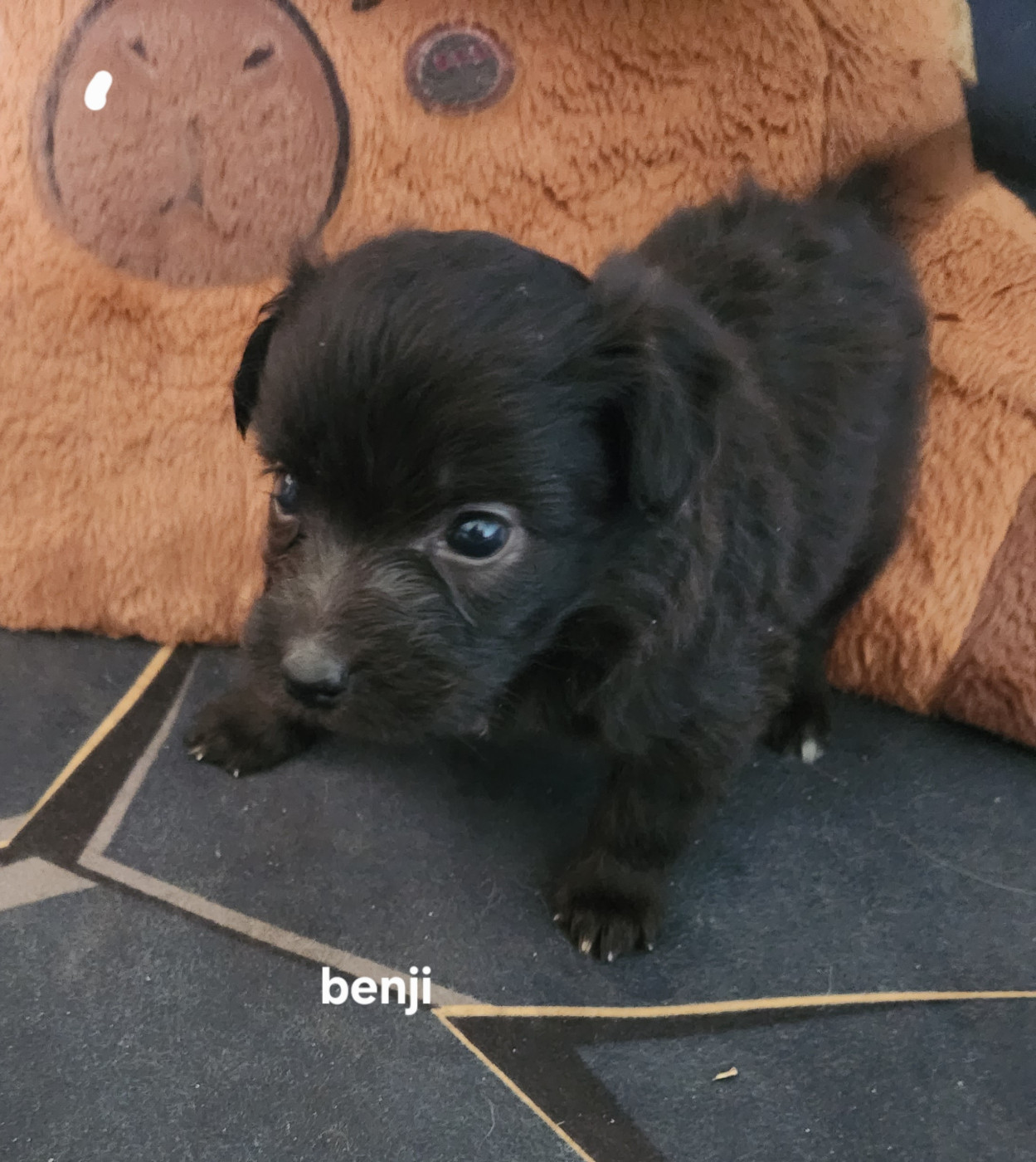 du vieux chêne de Fonsablouse - Chiots disponibles - Berger des Pyrenees à poil long