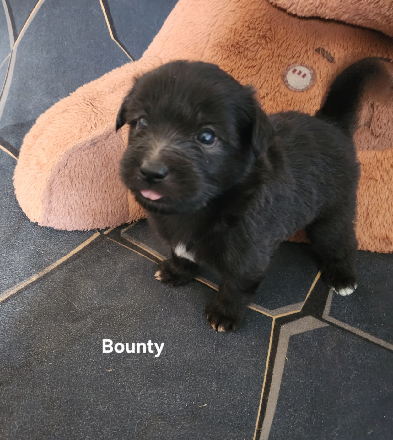 du vieux chêne de Fonsablouse - Chiots disponibles - Berger des Pyrenees à poil long