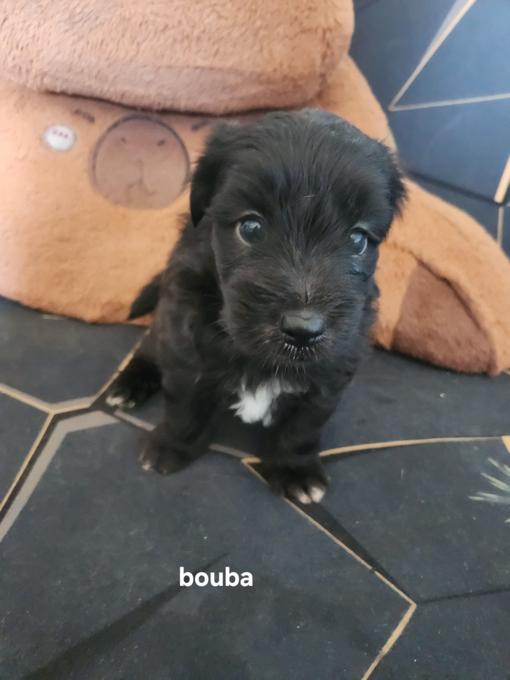 du vieux chêne de Fonsablouse - Chiots disponibles - Berger des Pyrenees à poil long