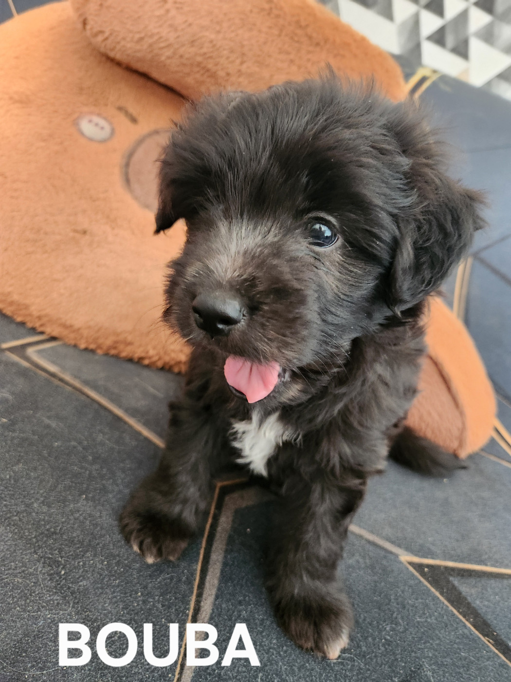 du vieux chêne de Fonsablouse - Chiots disponibles - Berger des Pyrenees à poil long