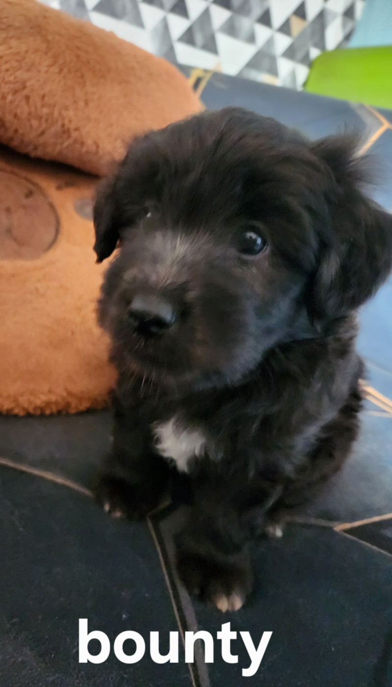 du vieux chêne de Fonsablouse - Chiots disponibles - Berger des Pyrenees à poil long