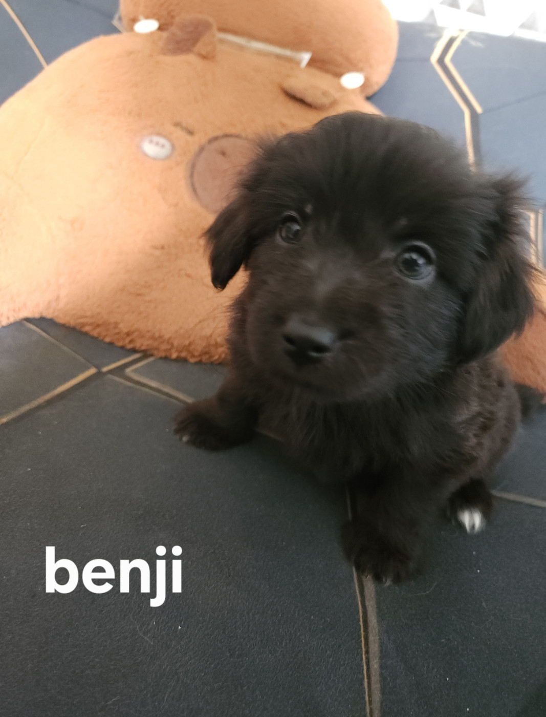 du vieux chêne de Fonsablouse - Chiots disponibles - Berger des Pyrenees à poil long