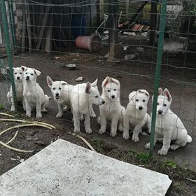 Chiot Berger Blanc Suisse du vieux chêne de Fonsablouse