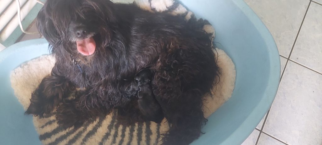 du vieux chêne de Fonsablouse - Berger des Pyrenees à poil long - Portée née le 13/04/2024