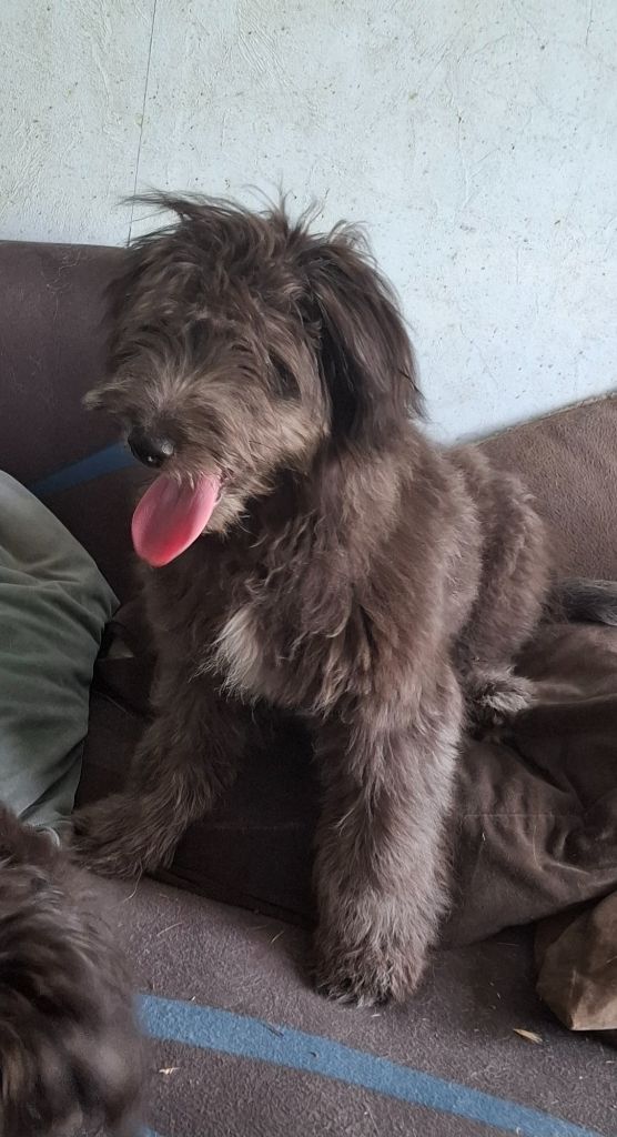 du vieux chêne de Fonsablouse - Chiots disponibles - Berger des Pyrenees à poil long