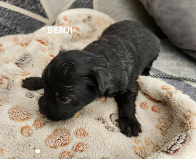 Benji