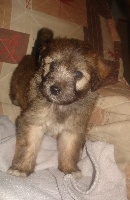 FRISKA