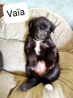 Vaïa