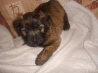 FLOSSIE