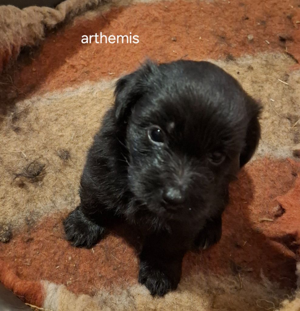 du vieux chêne de Fonsablouse - Chiots disponibles - Berger des Pyrenees à poil long