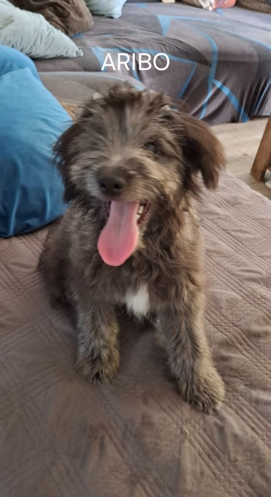 du vieux chêne de Fonsablouse - Chiots disponibles - Berger des Pyrenees à poil long