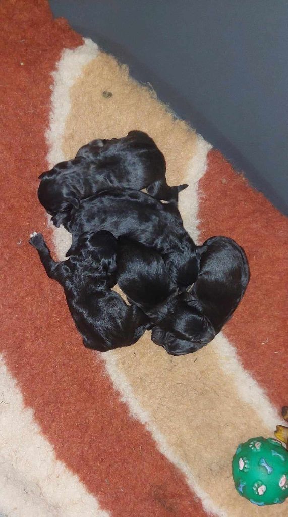 du vieux chêne de Fonsablouse - Berger des Pyrenees à poil long - Portée née le 24/04/2024